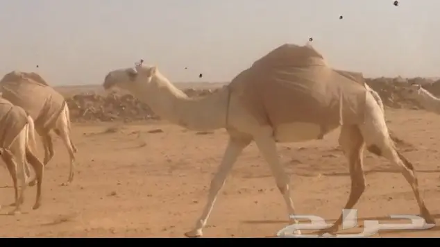 ابل للبيع  (image 3)