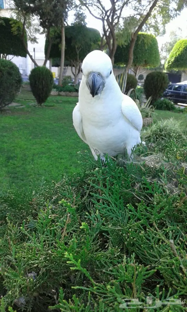 بغبغاء كاكاتو سيلفر فريد للبيع - أبها (image 1)