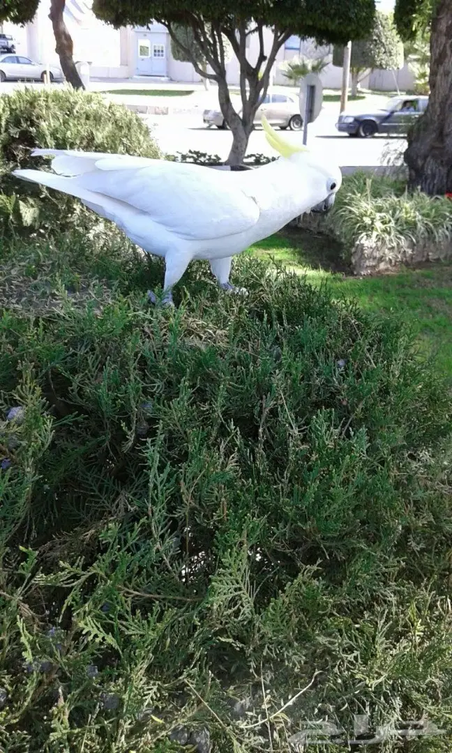 بغبغاء كاكاتو سيلفر فريد للبيع - أبها (image 2)