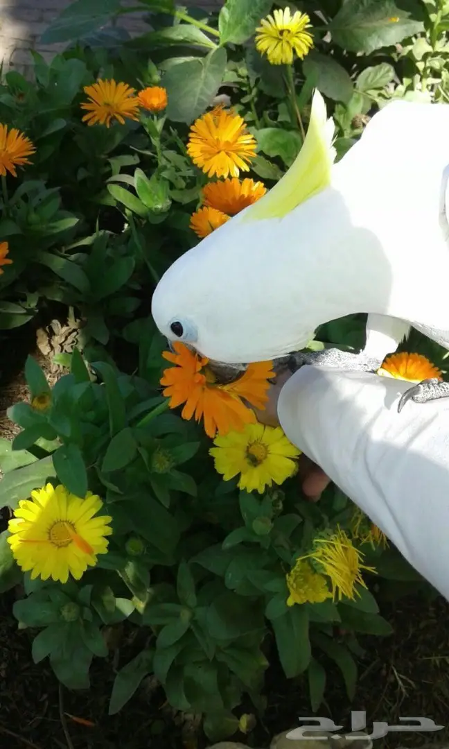 بغبغاء كاكاتو سيلفر فريد للبيع - أبها (image 3)