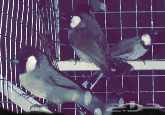 الحق العرض فقط 24 ساعه ( واقبل بدل )