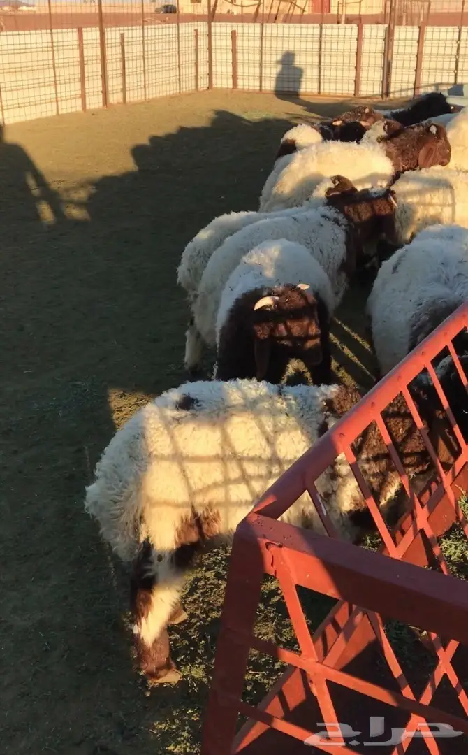 هرافي نعيم  (image 6)