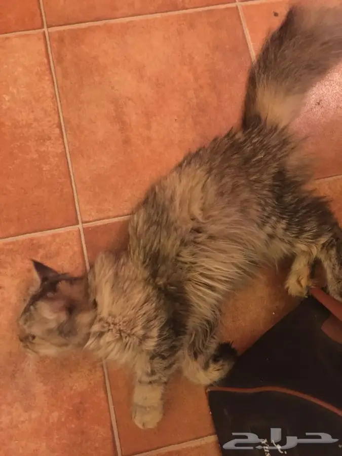 قطة انثى جمييلة جدا للبيع  (image 2)