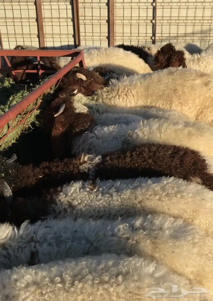 هرافي نعيم  (image 3)