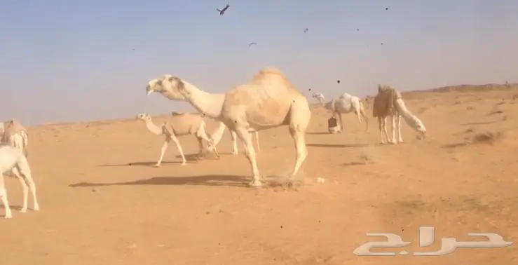 ابل للبيع  (image 6)