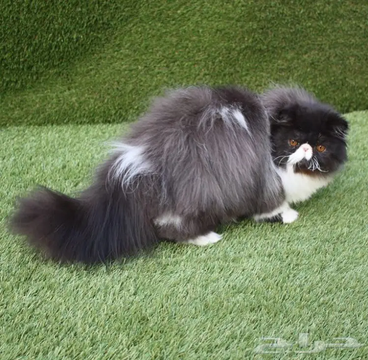 فحل بيرشن مسجل cfa للبيع