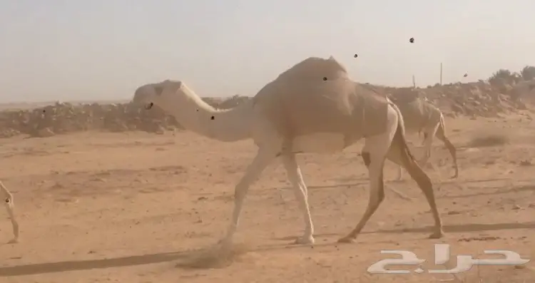 ابل للبيع  (image 2)