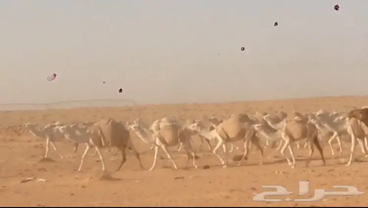 ابل للبيع  (image 5)