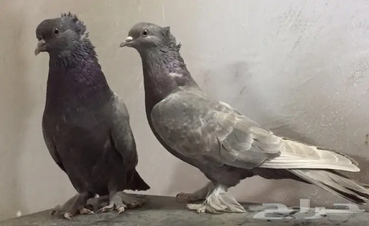 حمام اتراك  (image 2)