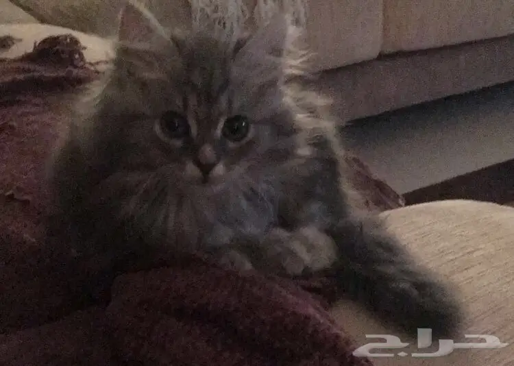 قط ذكر للبيع