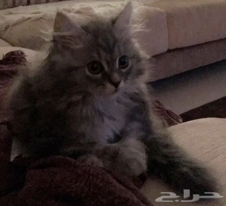 قط ذكر للبيع (image 1)