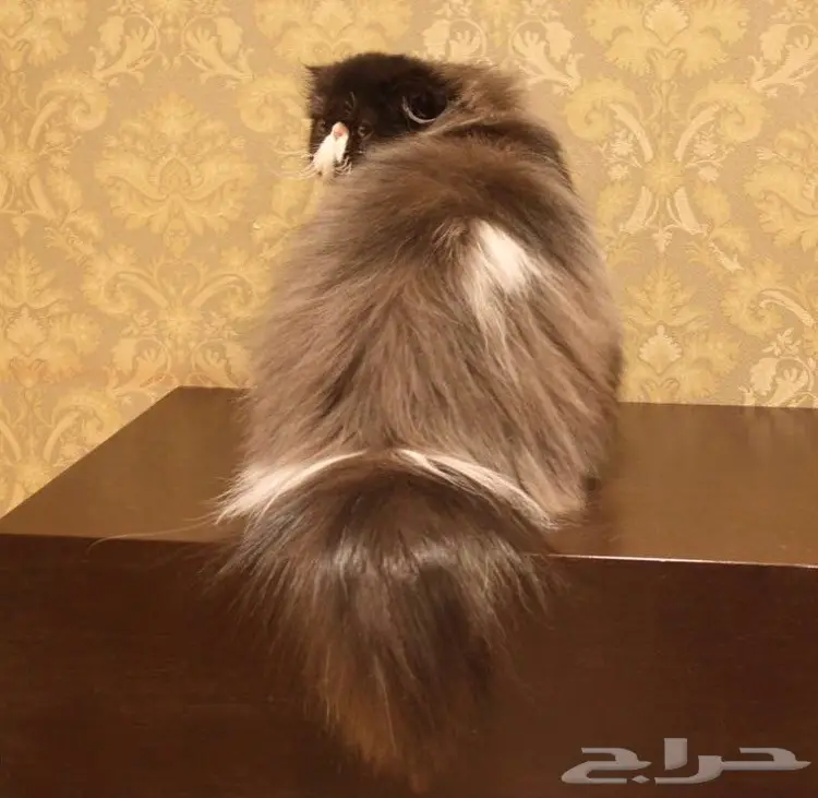 فحل بيرشن مسجل cfa للبيع (image 1)