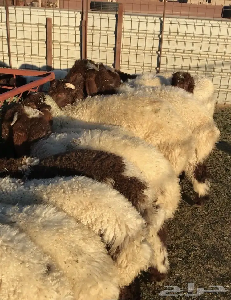 هرافي نعيم  (image 2)