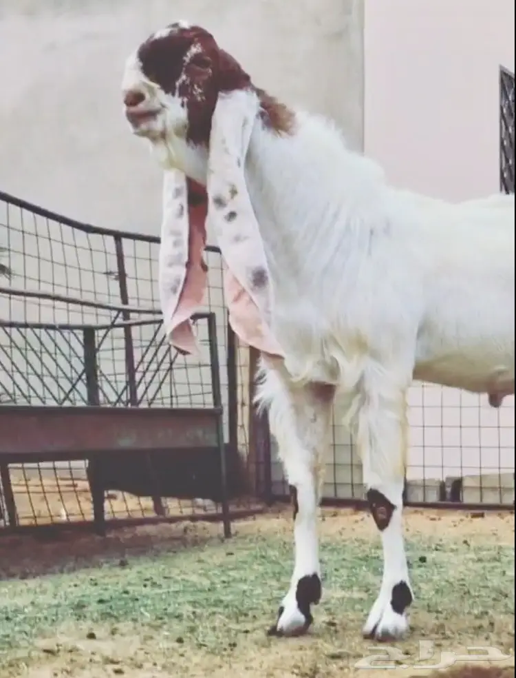 مشروع فحل كايف على عز 