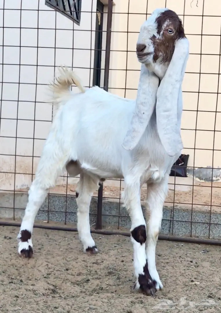 مشروع فحل كايف على عز  (image 7)