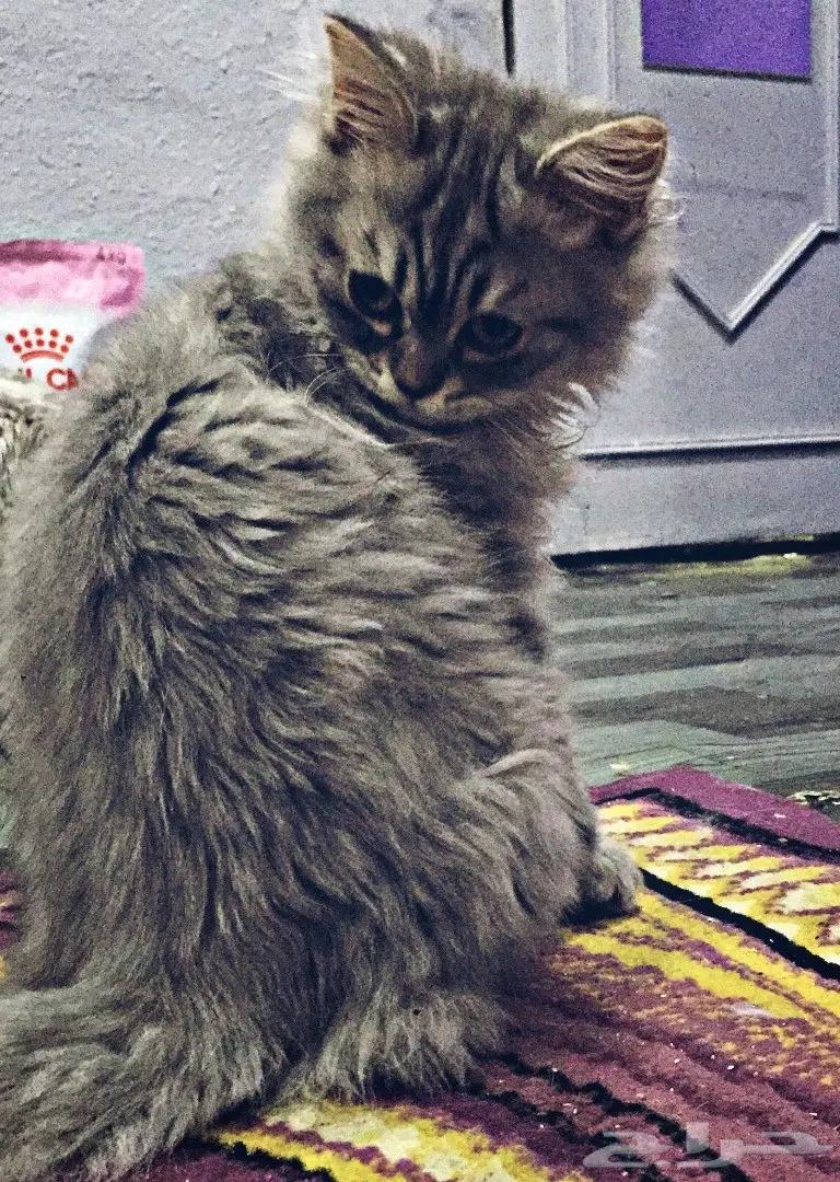 للبيع جمله (image 2)