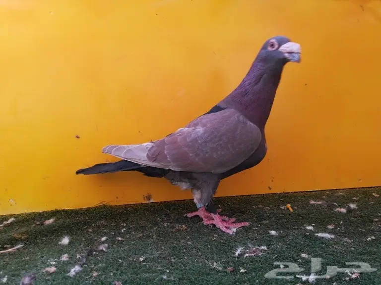 ذكر أحمر لونه من النوادر 