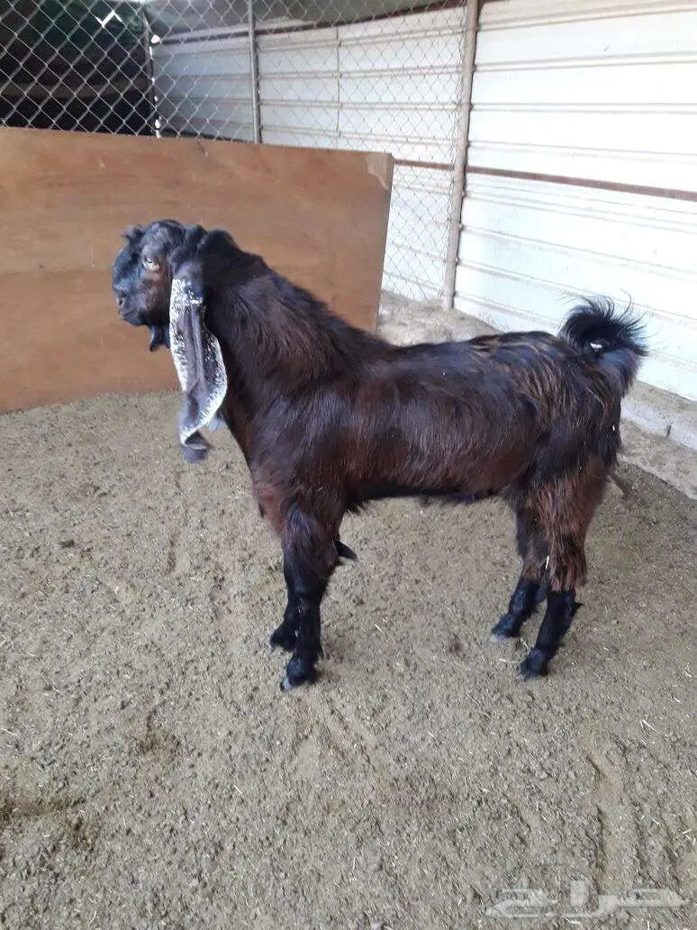 مشروع فحل  (image 1)