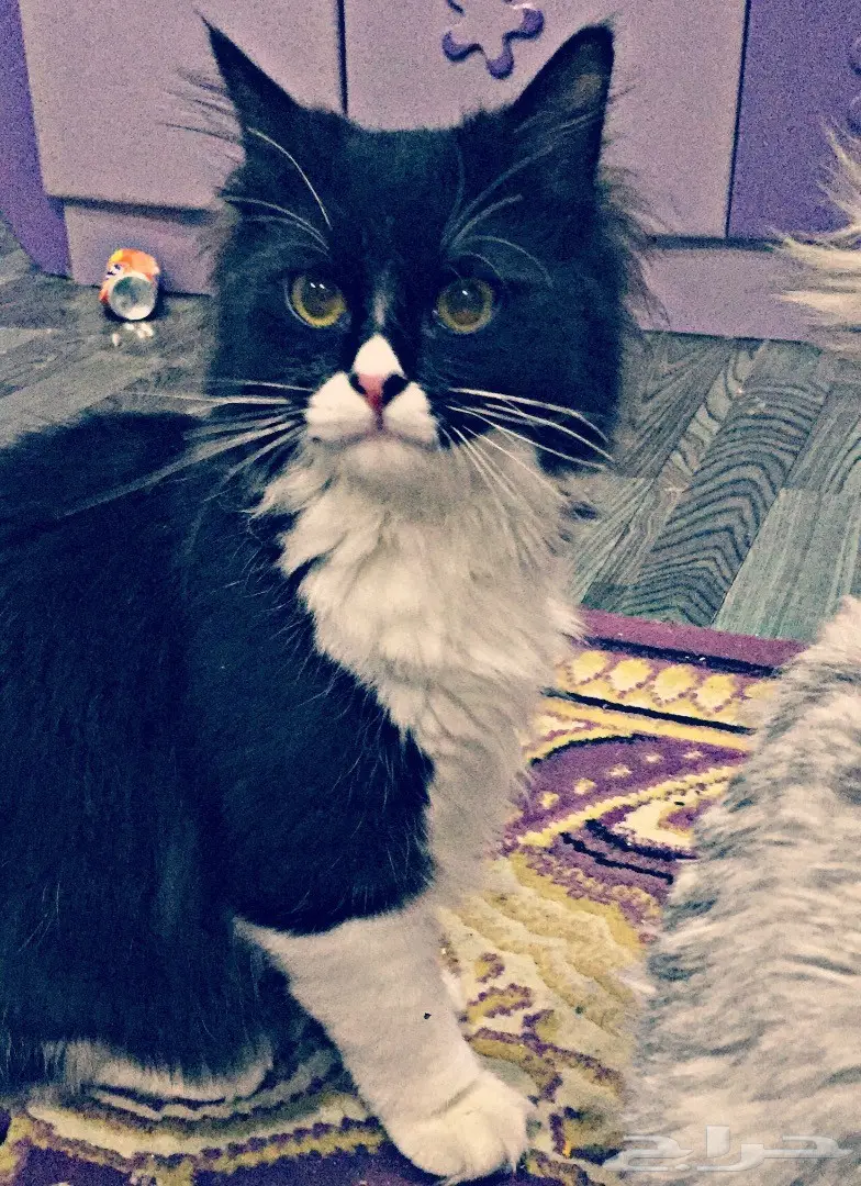 للبيع جمله (image 1)