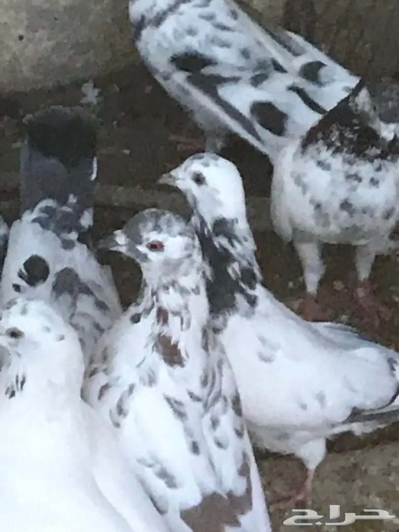 حمام باكستاني للبيع 