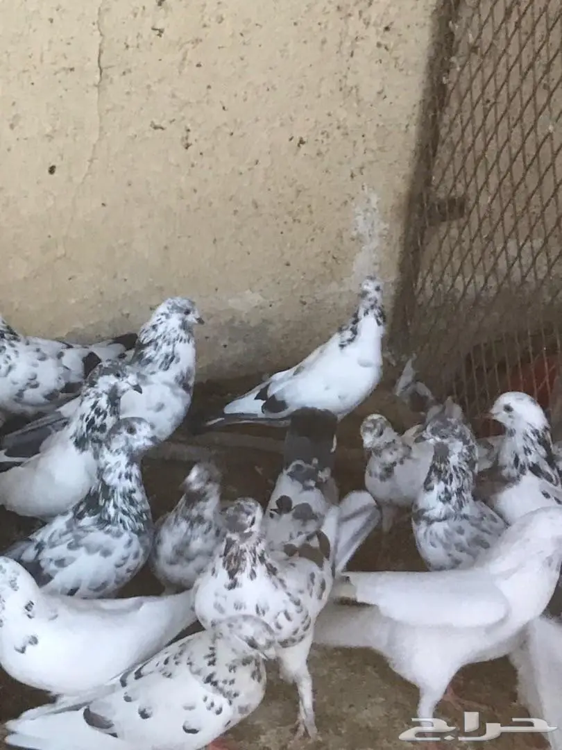 حمام باكستاني للبيع  (image 1)