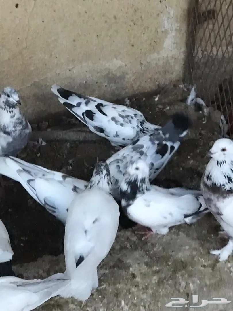 حمام باكستاني للبيع  (image 2)