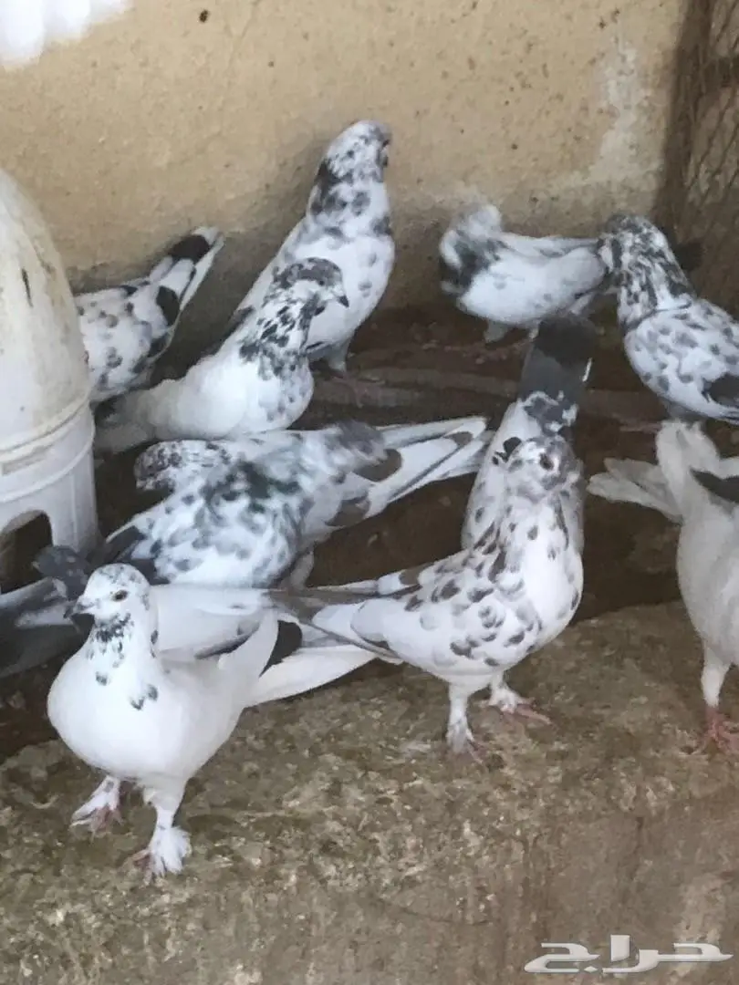 حمام باكستاني للبيع  (image 3)