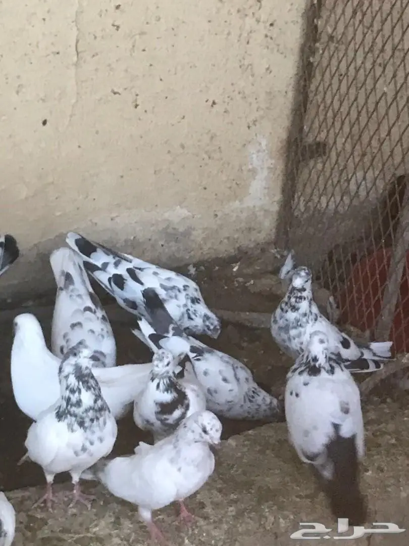 حمام باكستاني للبيع  (image 4)