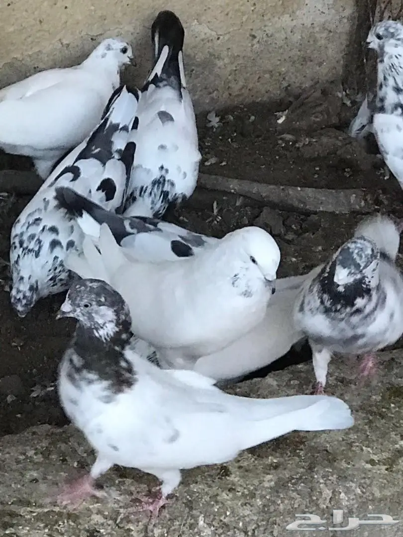 حمام باكستاني للبيع  (image 5)