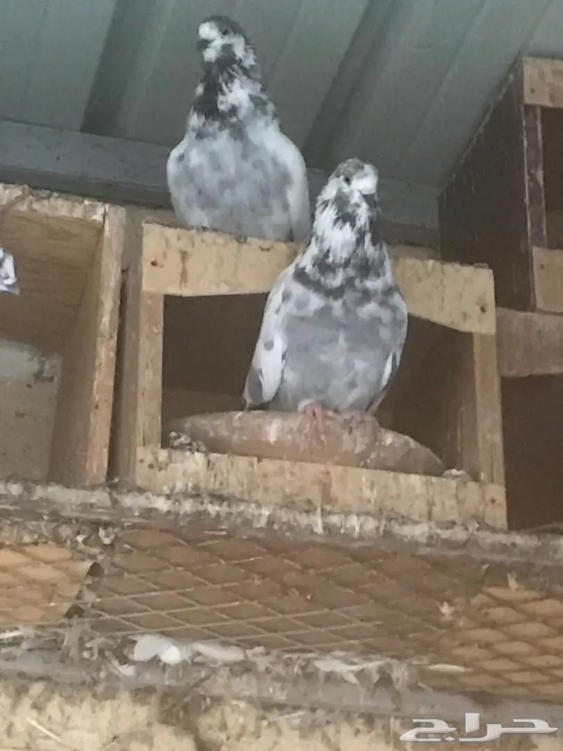 حمام باكستاني للبيع  (image 6)