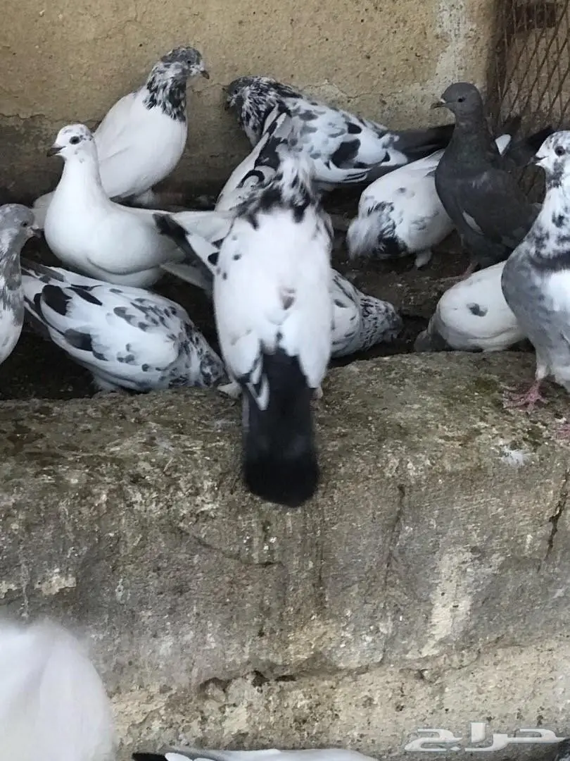 حمام باكستاني للبيع  (image 7)