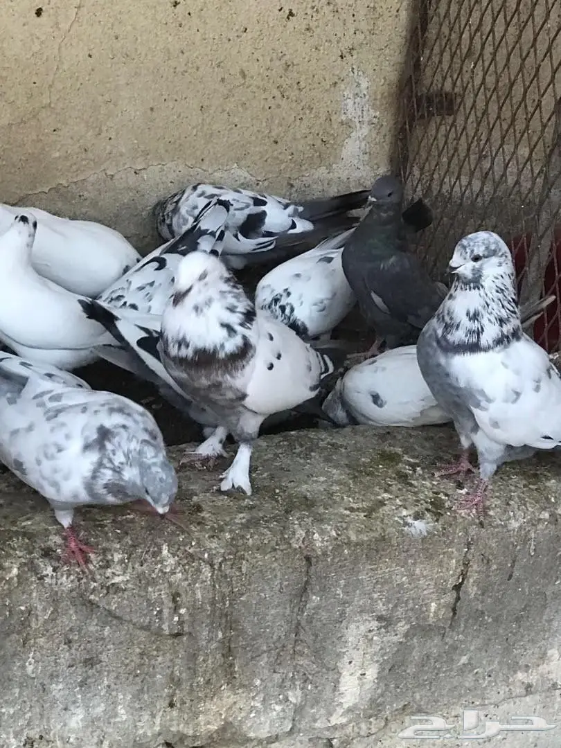 حمام باكستاني للبيع  (image 8)