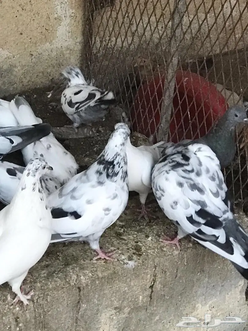 حمام باكستاني للبيع  (image 9)