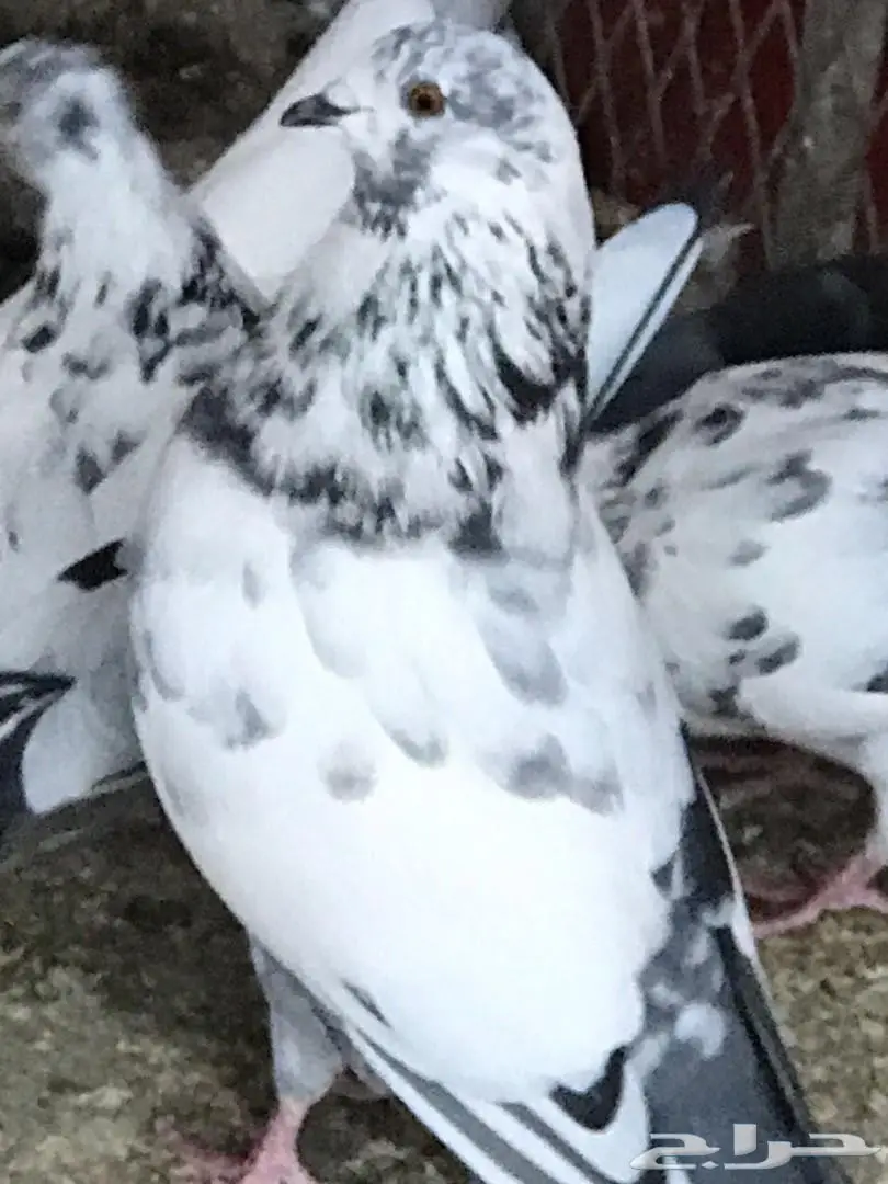 حمام باكستاني للبيع  (image 10)