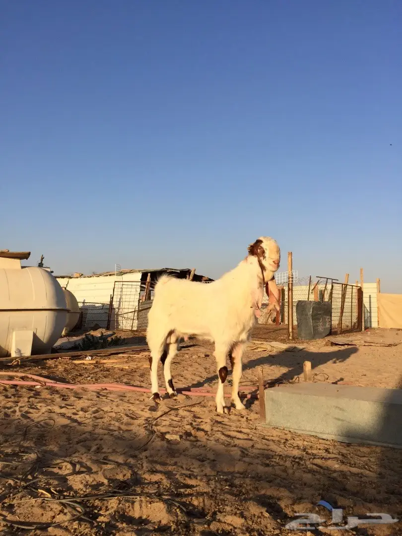 تيس ممتاز للبيع - راس وملب وجرم