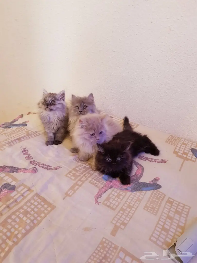 قطط للبيع