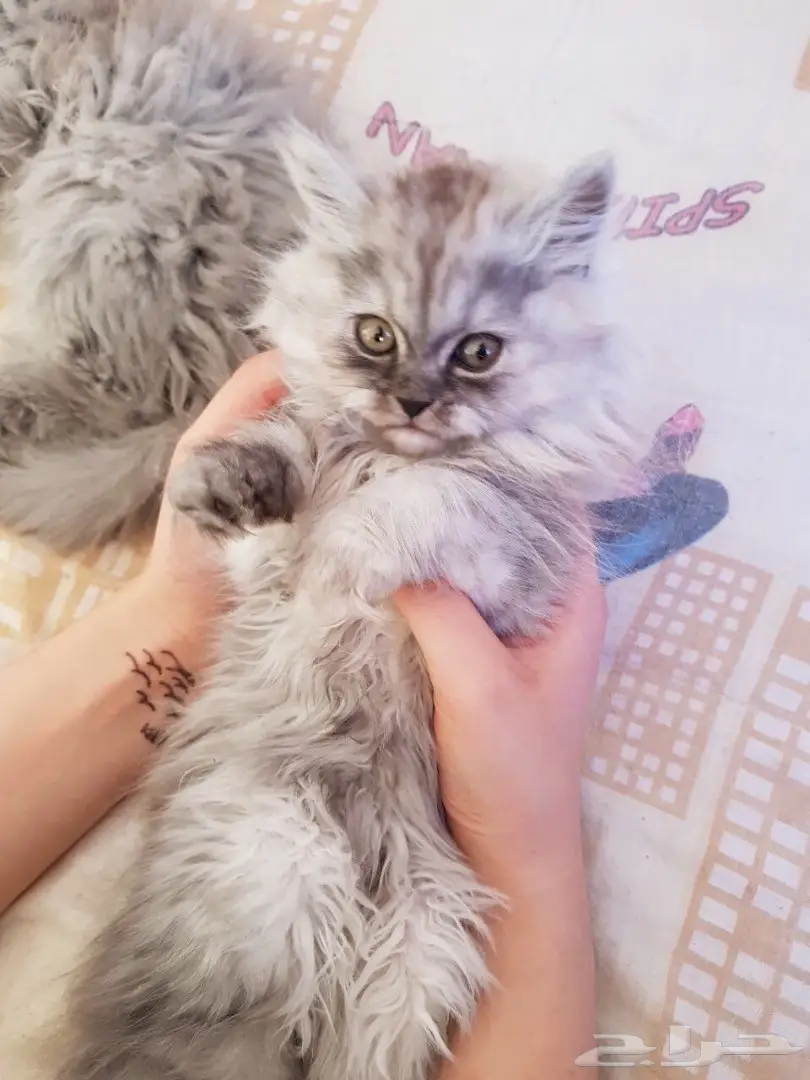 قطط للبيع (image 1)