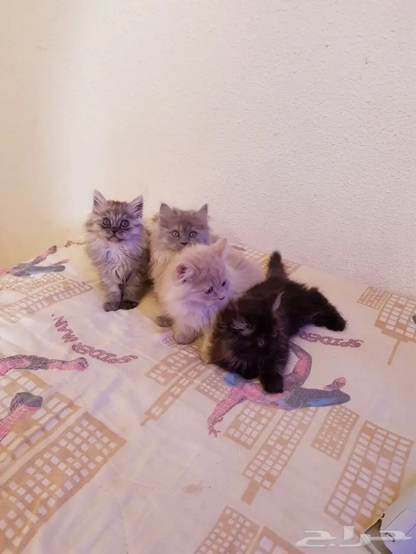 قطط للبيع (image 2)