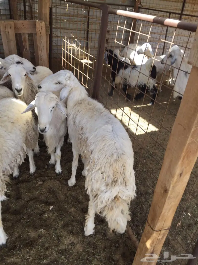 ذبائح حرية مع التوصيل داخل ينبع 