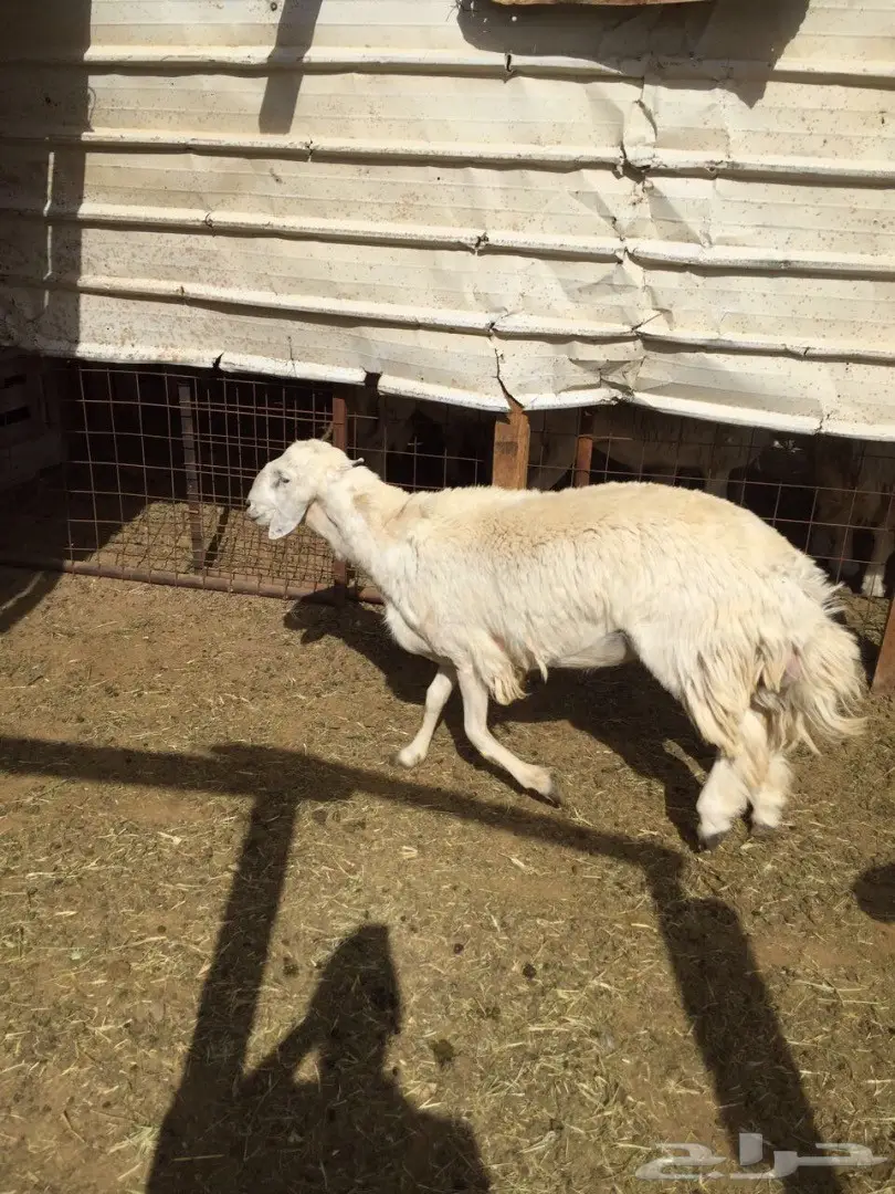 ذبائح حرية مع التوصيل داخل ينبع  (image 1)