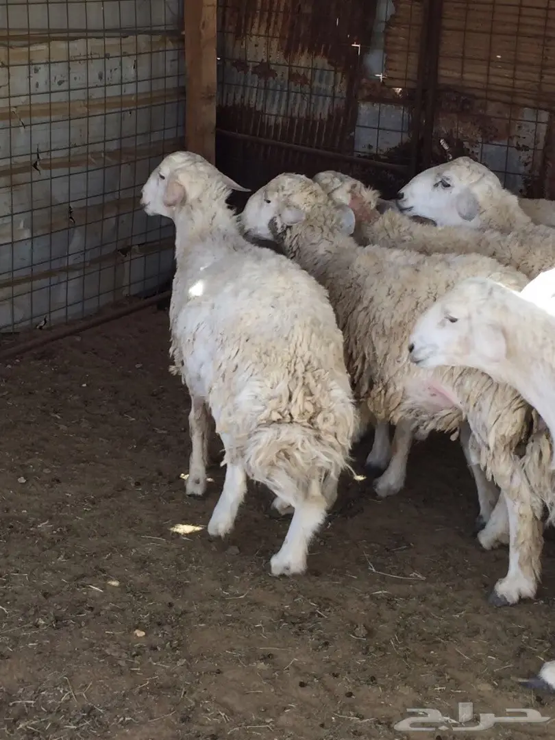 ذبائح حرية مع التوصيل داخل ينبع  (image 2)