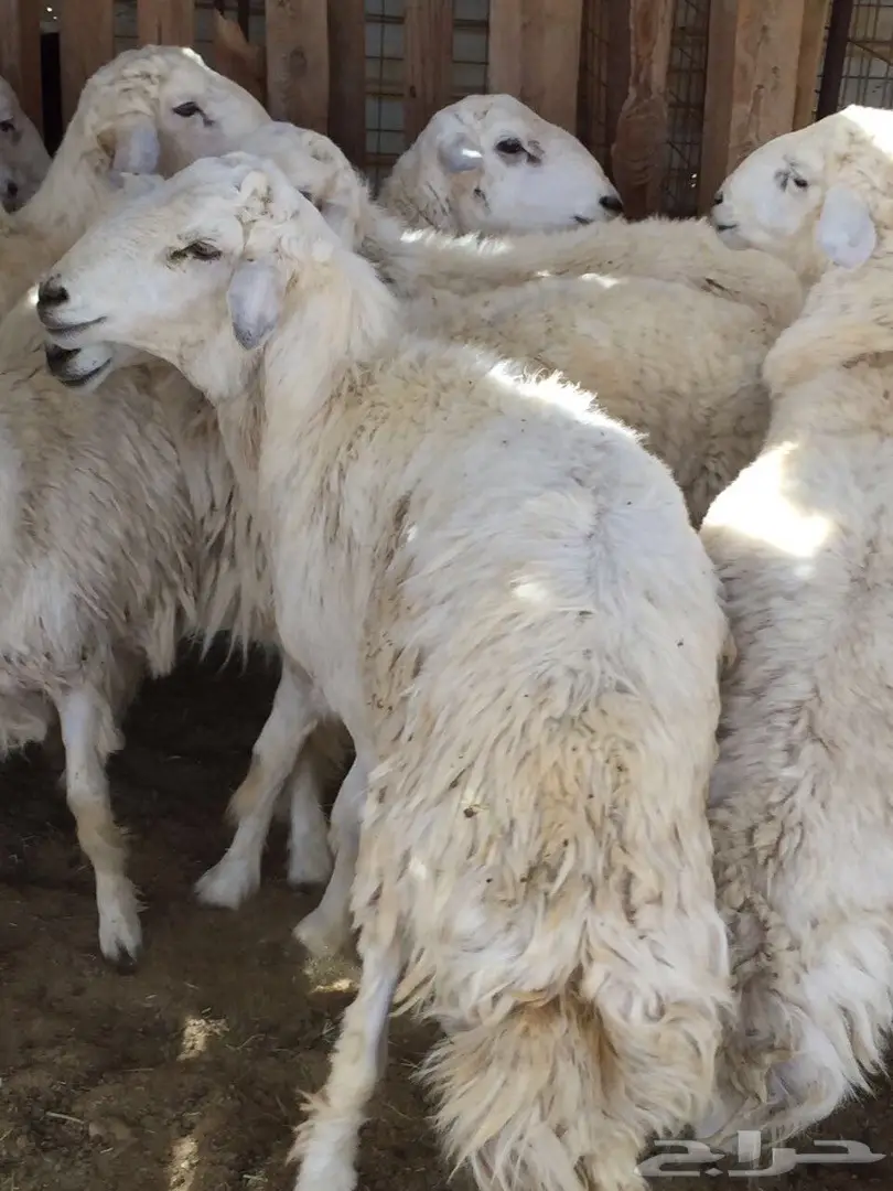 ذبائح حرية مع التوصيل داخل ينبع  (image 3)