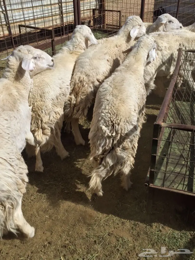 ذبائح حرية مع التوصيل داخل ينبع  (image 4)