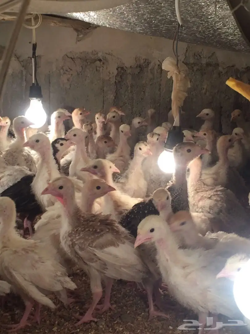 صوص رومي  (image 2)