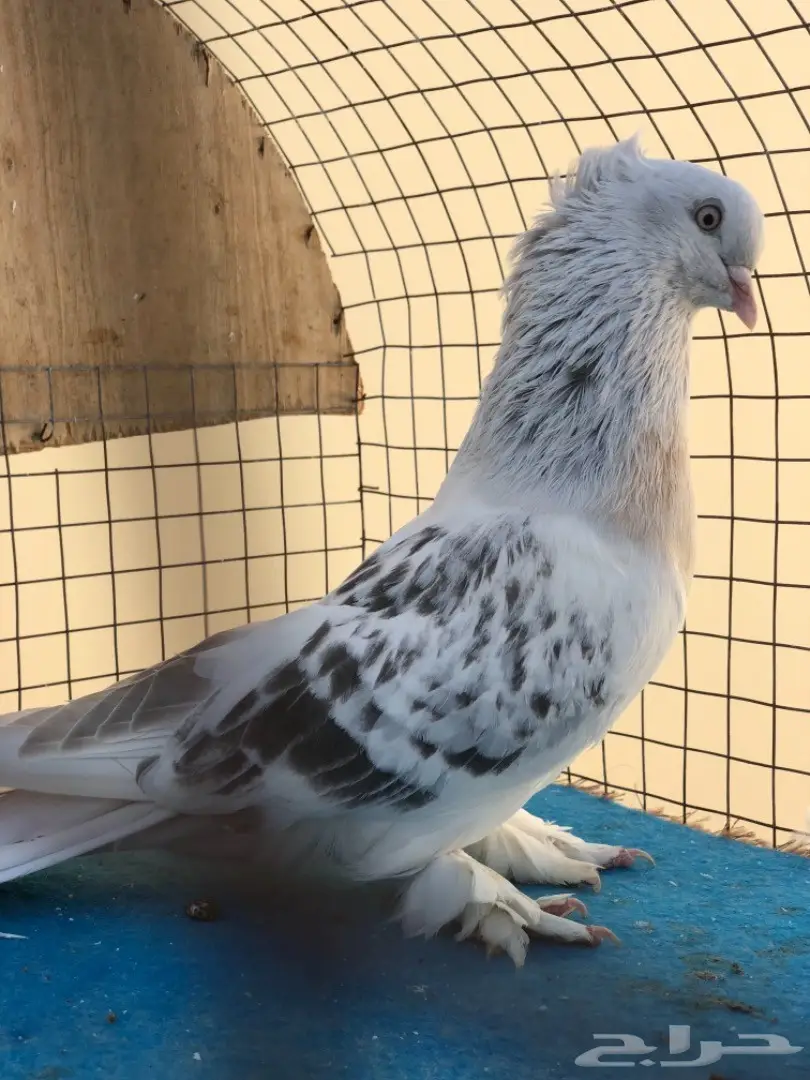 ذكر تركي (image 1)