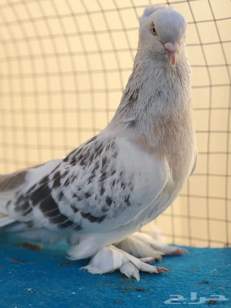 ذكر تركي (image 2)