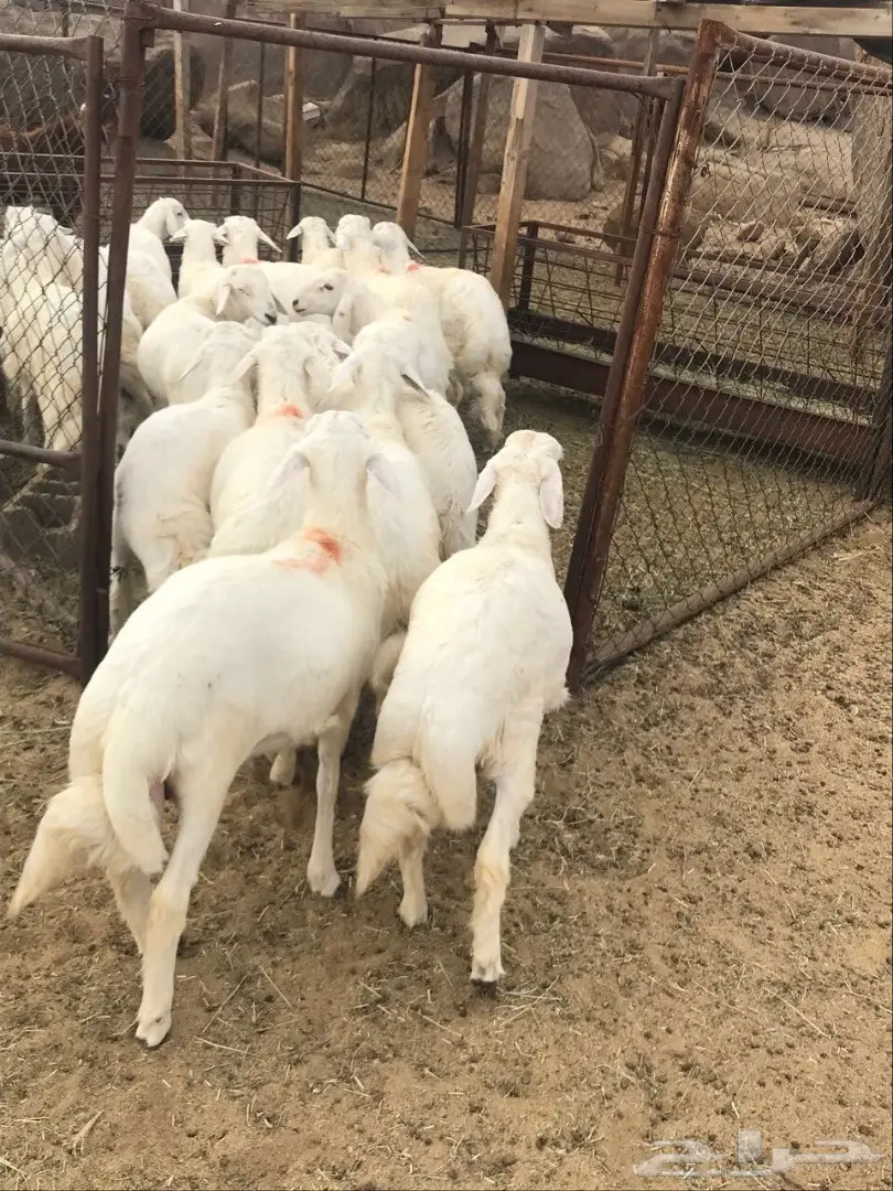 خرفان للبيع