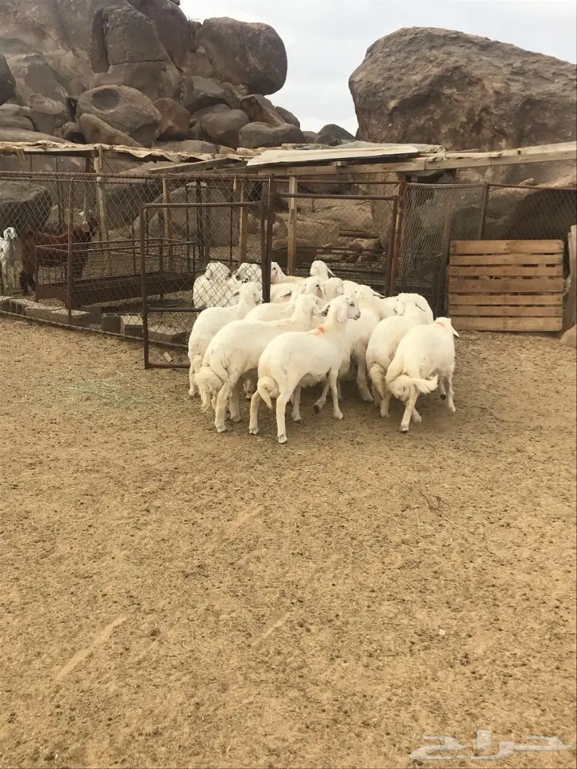 خرفان للبيع (image 1)