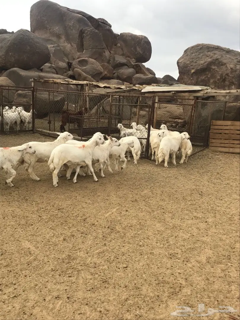 خرفان للبيع (image 5)