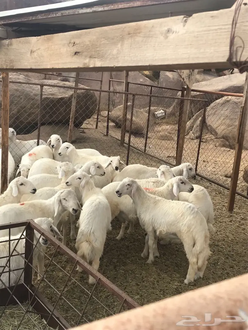 خرفان للبيع (image 6)